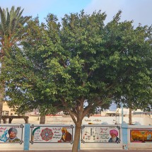 More murals in Sidi Ifni - Education of the people?